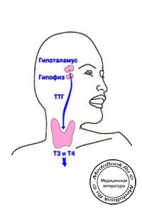 Механизм действия тиреоидных гормонов