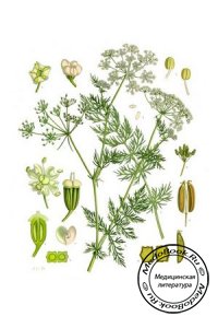 Семена тмина: лечебные свойства